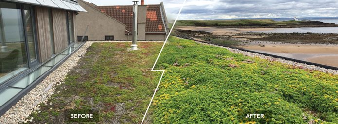 Before and after green roof maintenance